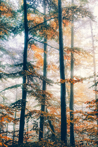 autumn forest mist von Igor Vitomirov, Fotografie kaufen auf Singulart