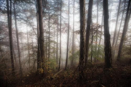 autumn forest mist#1 von Igor Vitomirov, Fotografie kaufen auf Singulart