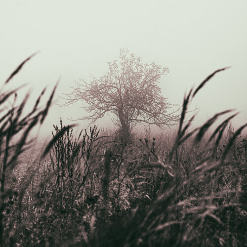 tree in the mist Igor Vitomirov