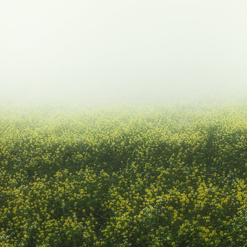 rapeseed field in the mist(50x50) par Igor Vitomirov, Photographie en vente sur Singulart