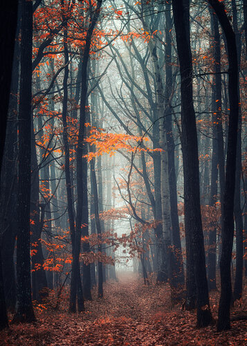 autumn forest mist#2 par Igor Vitomirov, Photographie en vente sur Singulart