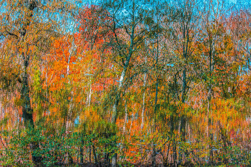 autumn forest reflection#6 par Igor Vitomirov, Photographie en vente sur Singulart