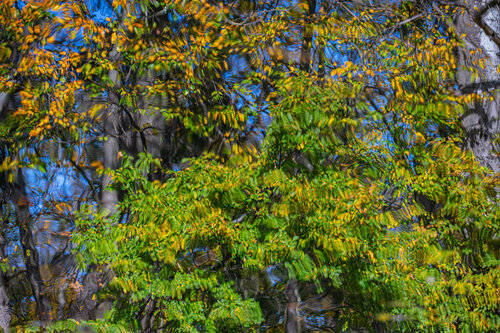 autumn forest reflection#7 par Igor Vitomirov, Photographie en vente sur Singulart