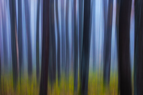 nature movements#5 par Igor Vitomirov, Photographie en vente sur Singulart