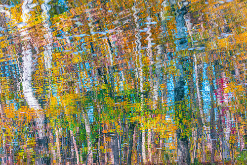autumn forest reflection#8 par Igor Vitomirov, Photographie en vente sur Singulart