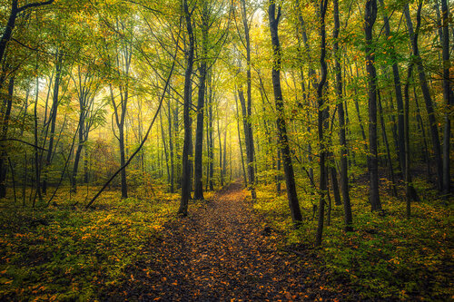 path in autumn forest par Igor Vitomirov, Photographie en vente sur Singulart