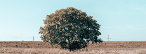 tree in the field Igor Vitomirov