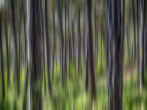 green forest in motion par Igor Vitomirov, Photographie en vente sur Singulart