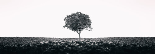 one tree par Igor Vitomirov, Photographie en vente sur Singulart