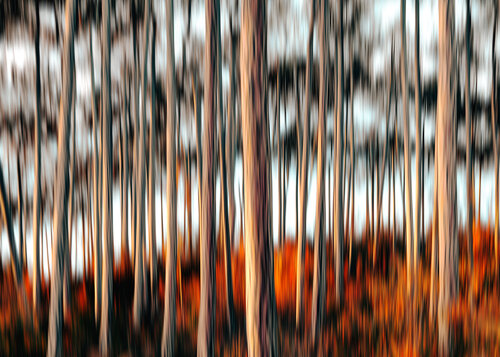 autumn forest   in motion par Igor Vitomirov, Photographie en vente sur Singulart