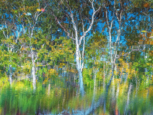 autumn forest reflection#13 par Igor Vitomirov, Photographie en vente sur Singulart