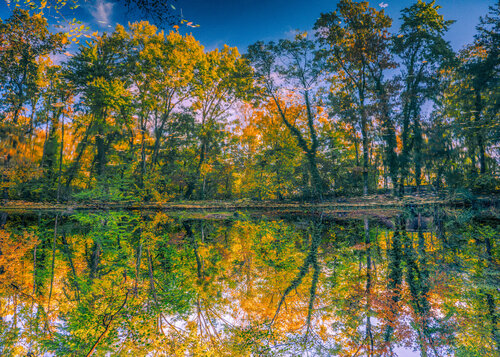 autumn forest reflection#14 par Igor Vitomirov, Photographie en vente sur Singulart