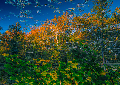autumn forest reflection#15 par Igor Vitomirov, Photographie en vente sur Singulart