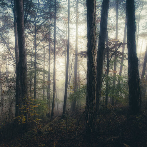 autumn forest mist#6 par Igor Vitomirov, Photographie en vente sur Singulart