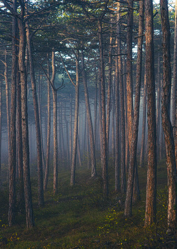 forest in mist #10 par Igor Vitomirov, Photographie en vente sur Singulart