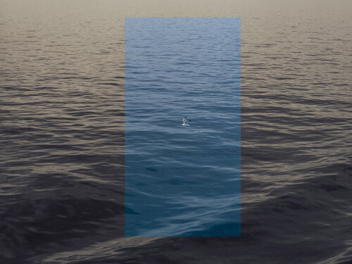 seagull and blue von Igor Vitomirov, Fotografie kaufen auf Singulart