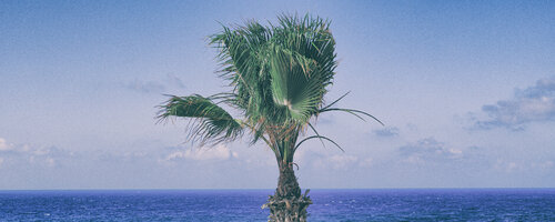 palm and sea de Igor Vitomirov, Fotografía a la venta en Singulart