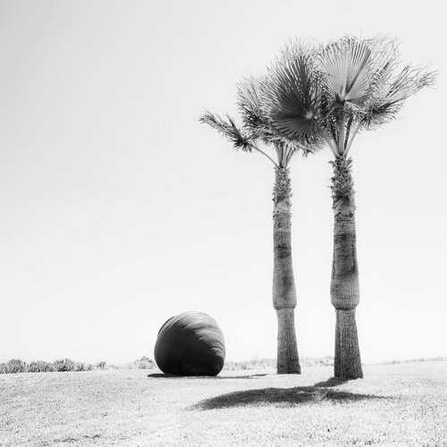 two palms von Igor Vitomirov, Fotografie kaufen auf Singulart
