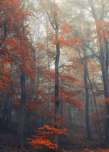 Autumn mist de Igor Vitomirov, Fotografía a la venta en Singulart
