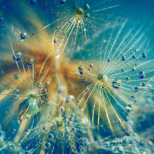 Dandelion after rain de Igor Vitomirov, Fotografía a la venta en Singulart