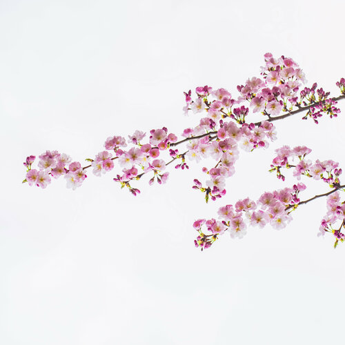 Blooming#1 de Igor Vitomirov, Fotografía a la venta en Singulart