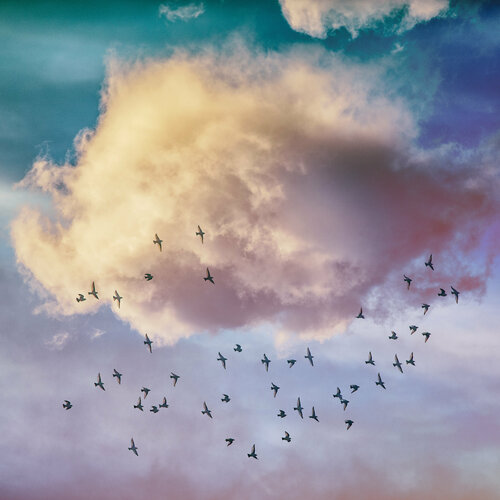 Birds and clouds#1 de Igor Vitomirov, Fotografía a la venta en Singulart