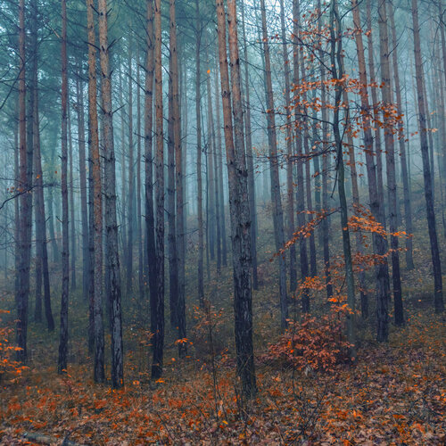 Mist de Igor Vitomirov, Fotografía a la venta en Singulart