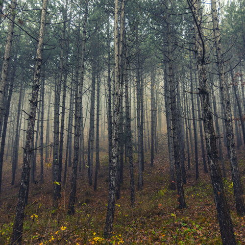 Mist#1 de Igor Vitomirov, Fotografía a la venta en Singulart