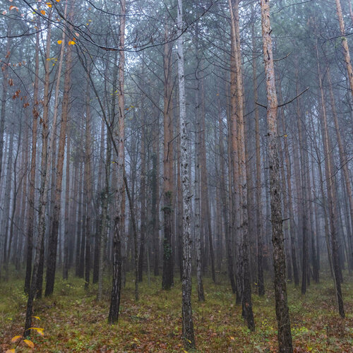 Mist#2 de Igor Vitomirov, Fotografía a la venta en Singulart