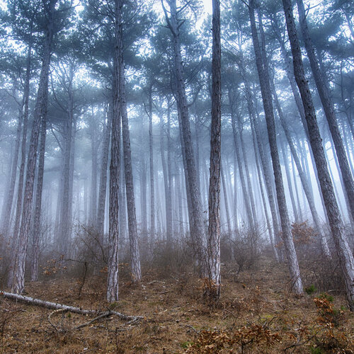 Mist#3 de Igor Vitomirov, Fotografía a la venta en Singulart