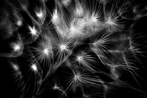 Seeds de Igor Vitomirov, Fotografía a la venta en Singulart