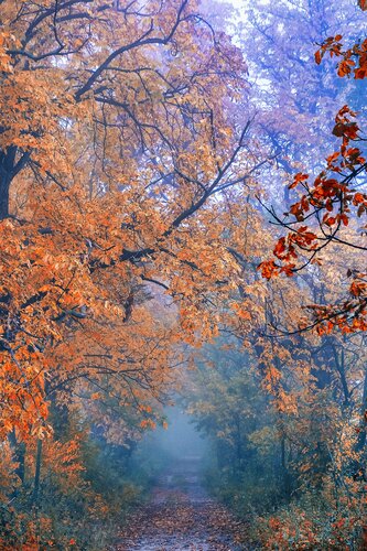 Misty autumn de Igor Vitomirov, Fotografía a la venta en Singulart