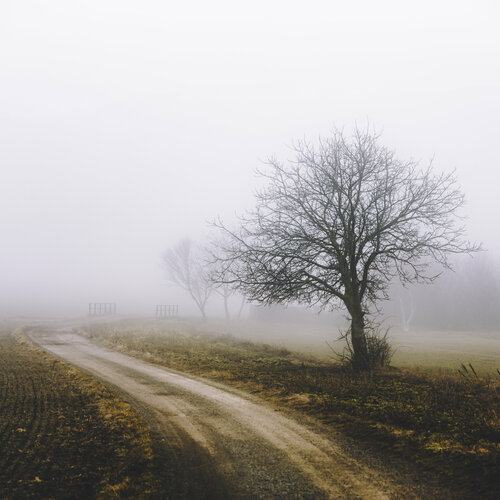 lonely tree in the mist de Igor Vitomirov, Fotografía a la venta en Singulart