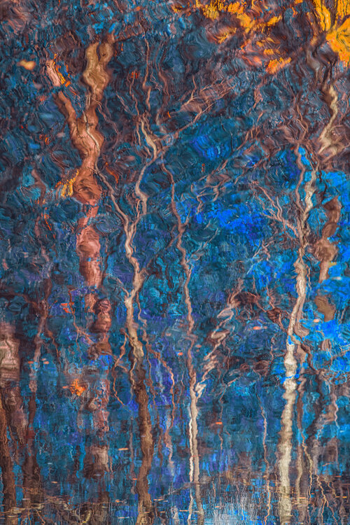 autumn forest reflection #3 Igor Vitomirov