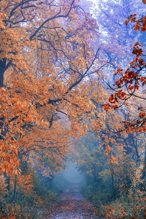 Misty autumn Igor Vitomirov
