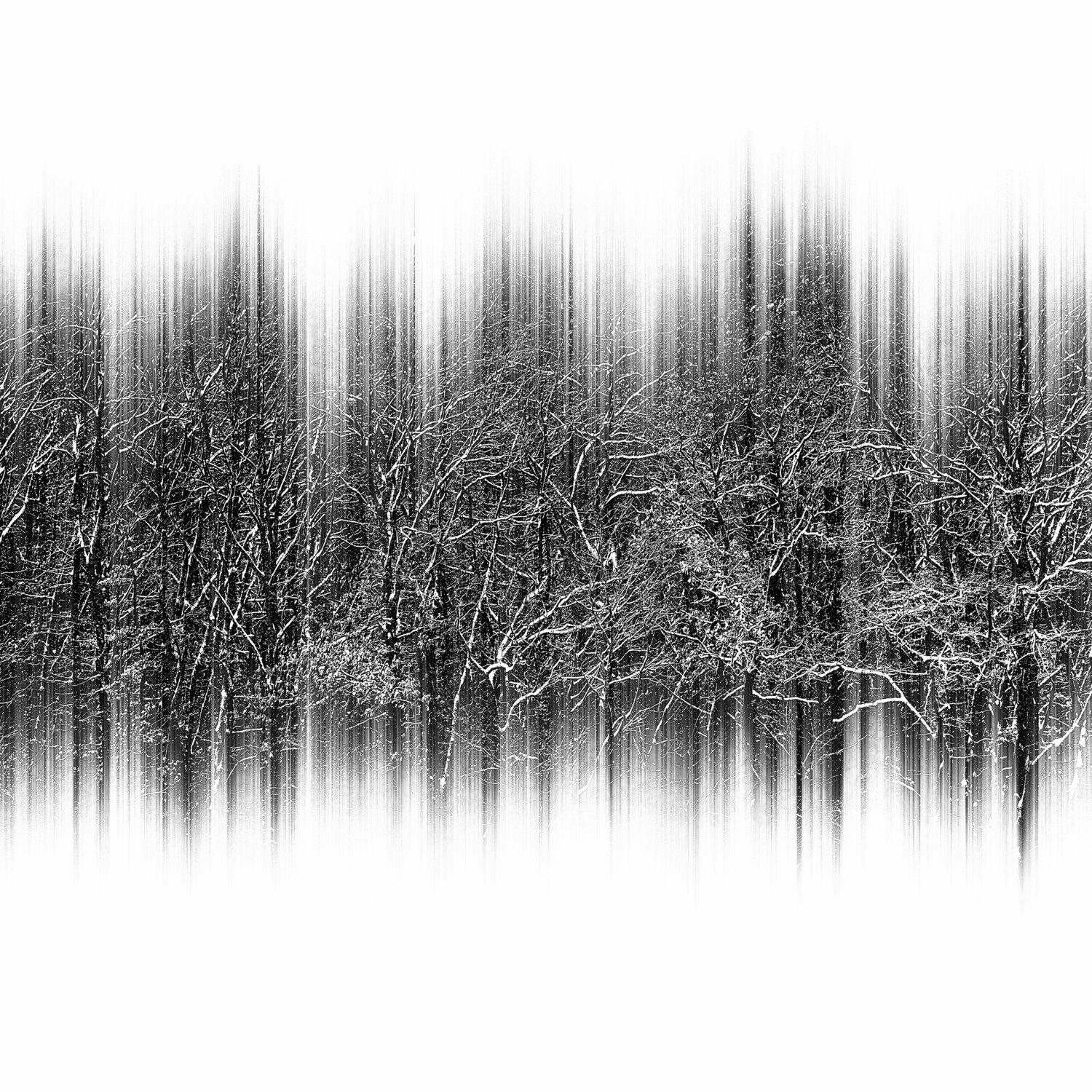 snow forest Igor Vitomirov