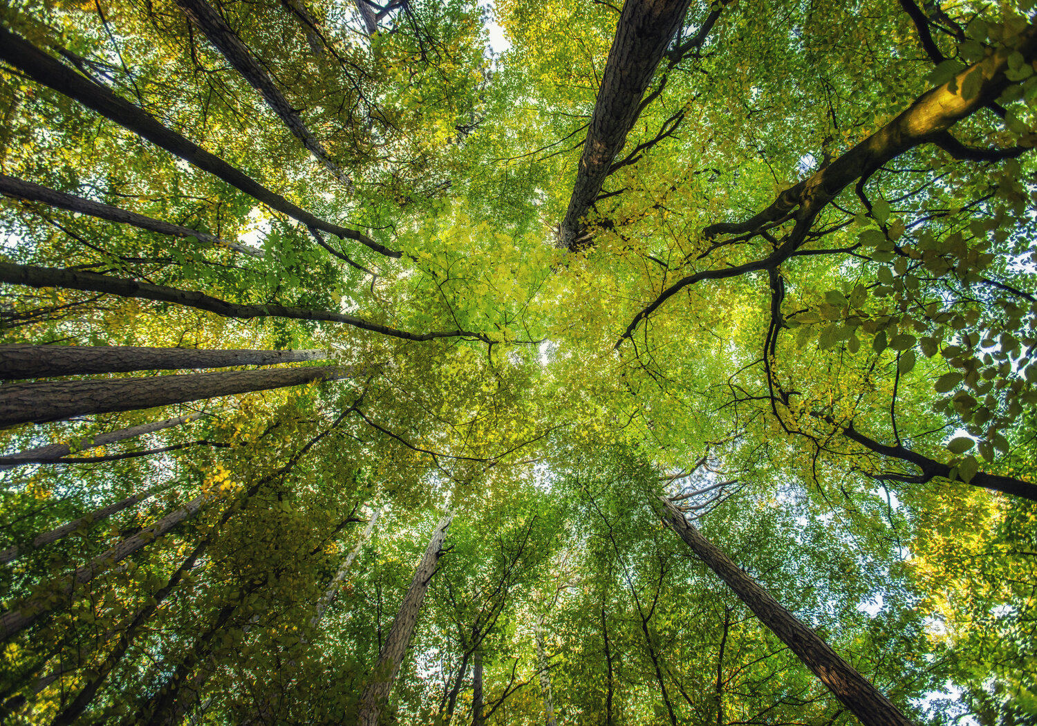 morning forest#2 Igor Vitomirov