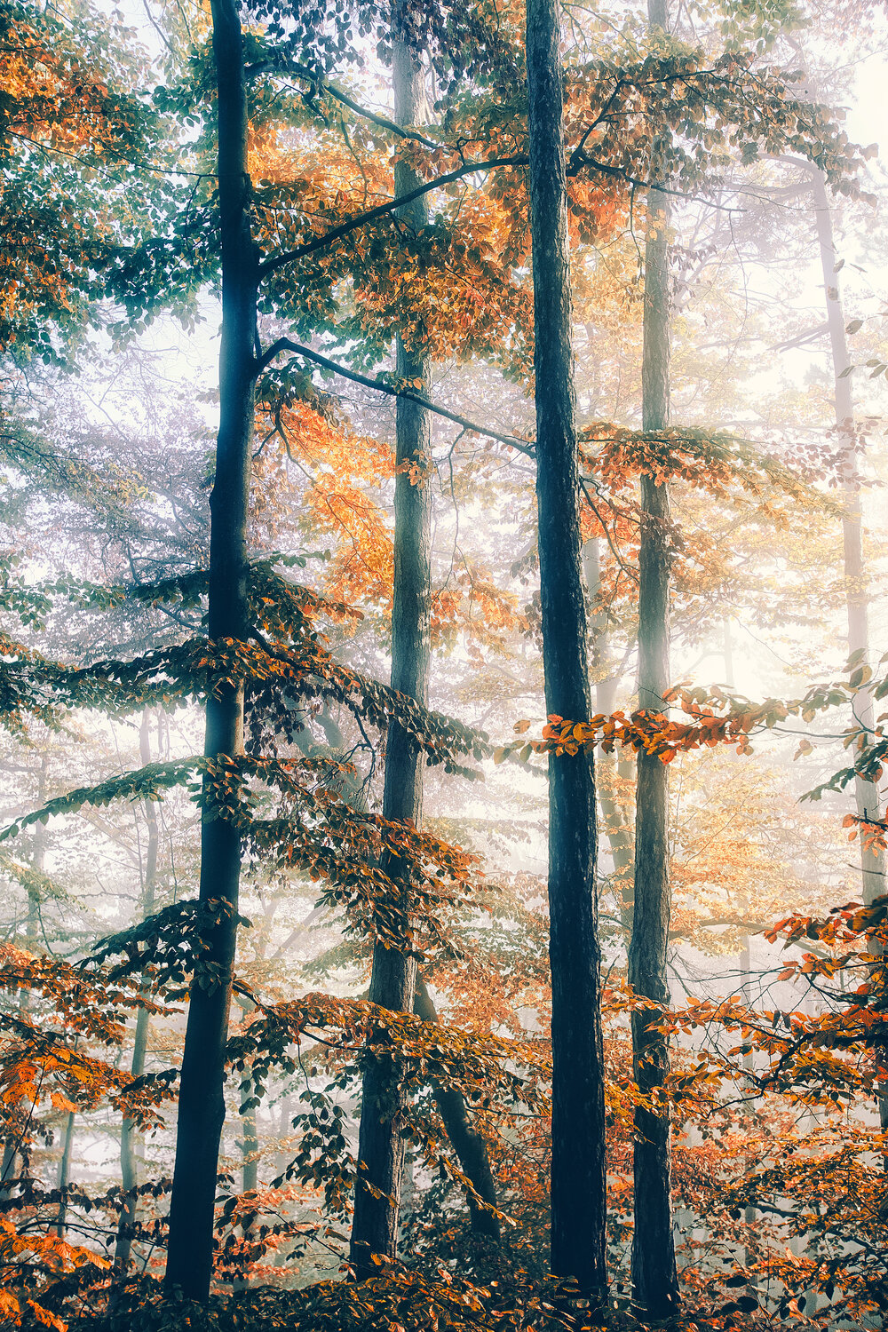 autumn forest mist Igor Vitomirov