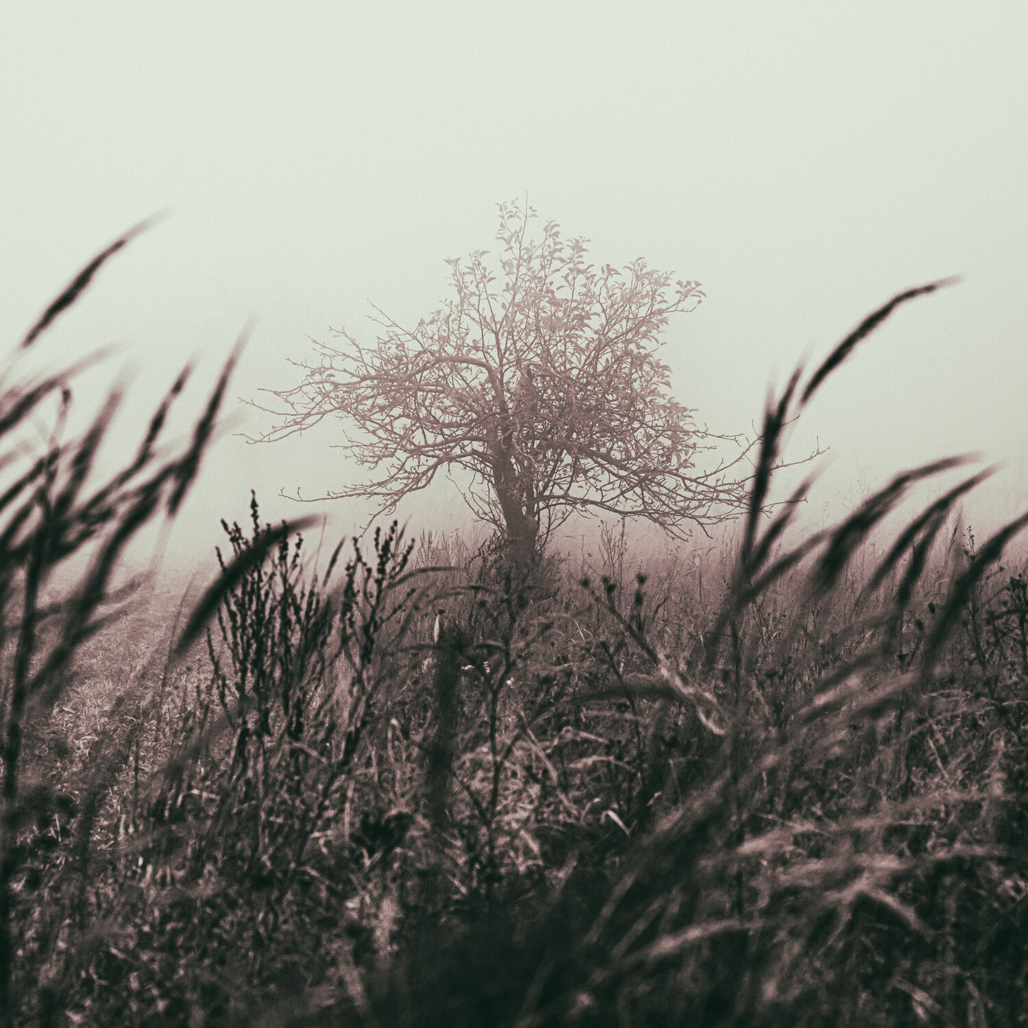 tree in the mist Igor Vitomirov
