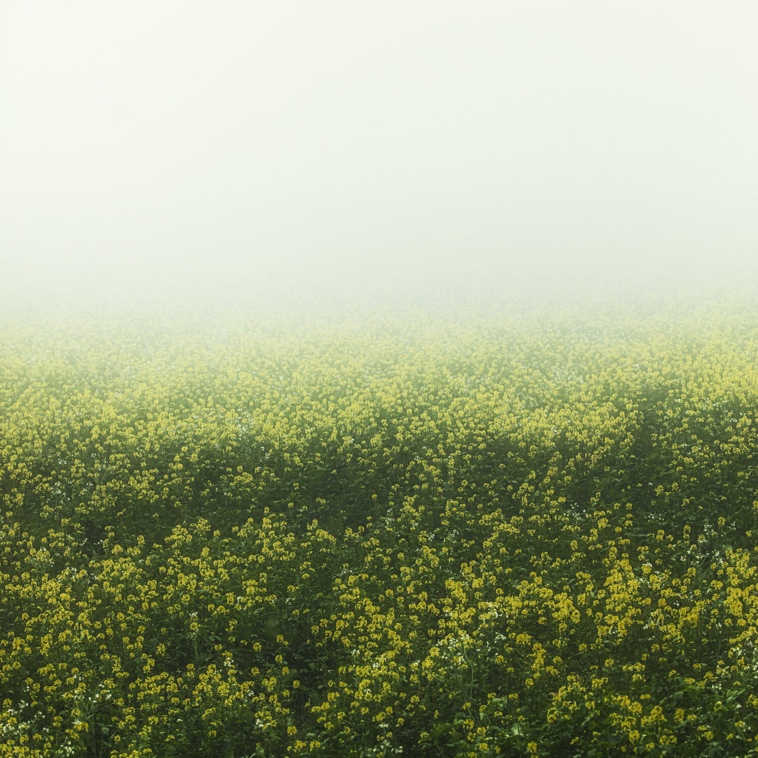 rapeseed field in the mist(50x50) Igor Vitomirov