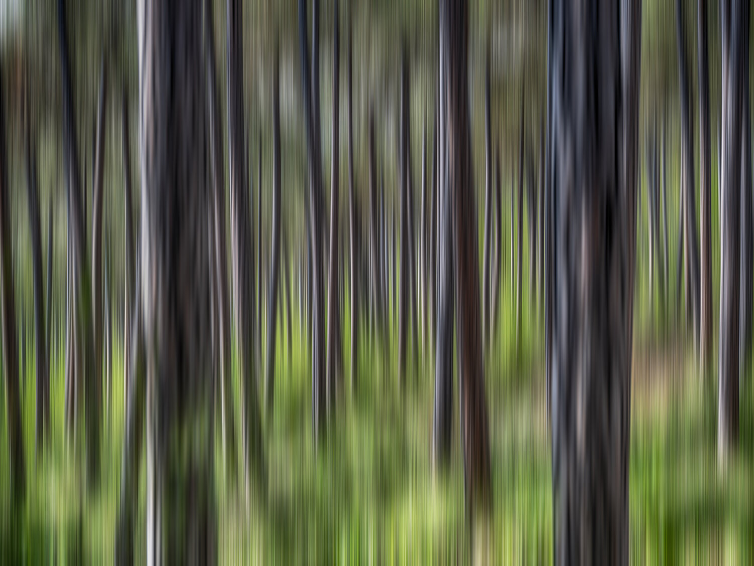 green forest in motion Igor Vitomirov