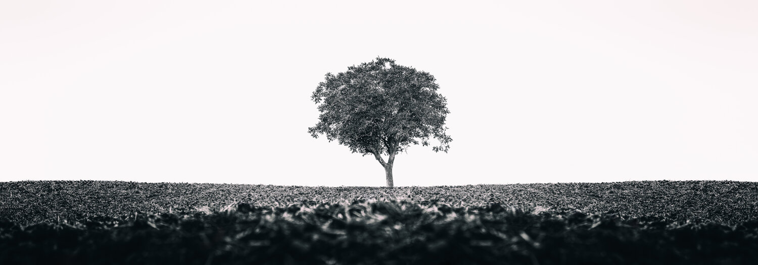 one tree Igor Vitomirov