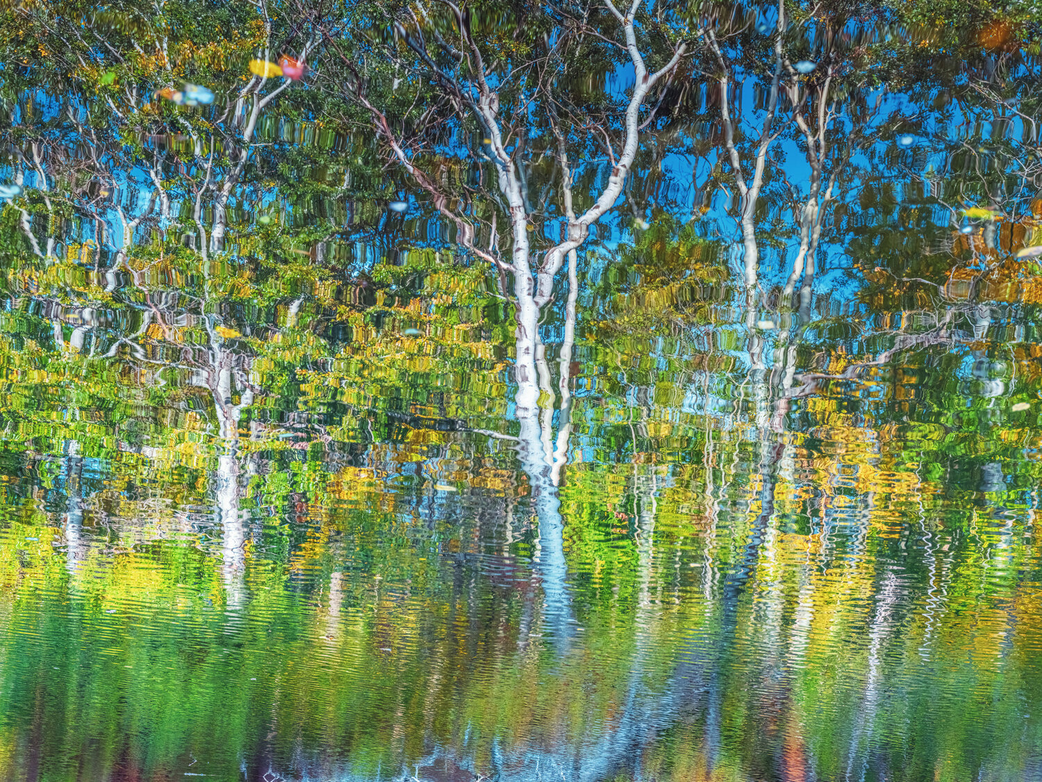 autumn forest reflection#13 Igor Vitomirov