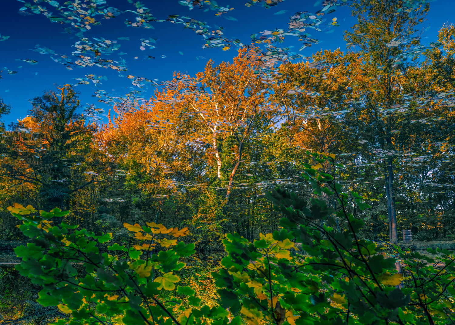autumn forest reflection#15 Igor Vitomirov