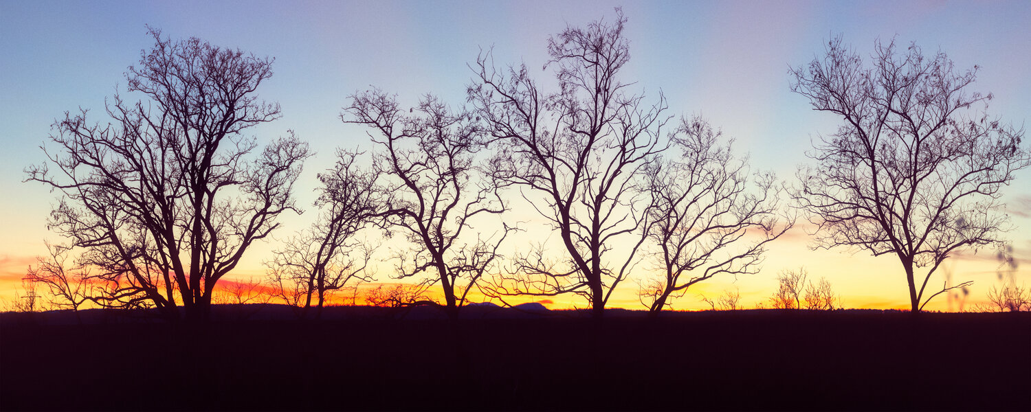sunset trees Igor Vitomirov