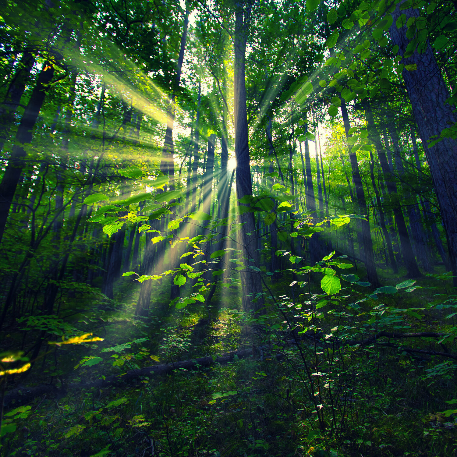 Sun rays in spring forest Igor Vitomirov