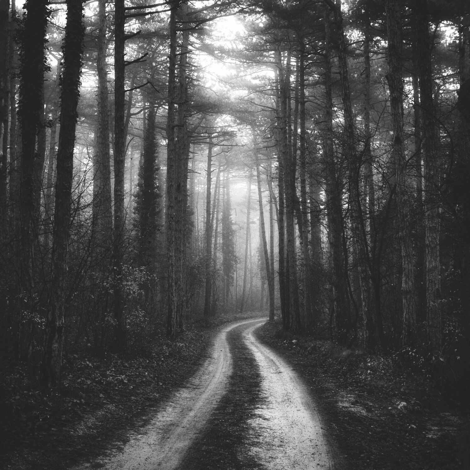 misty forest road Igor Vitomirov