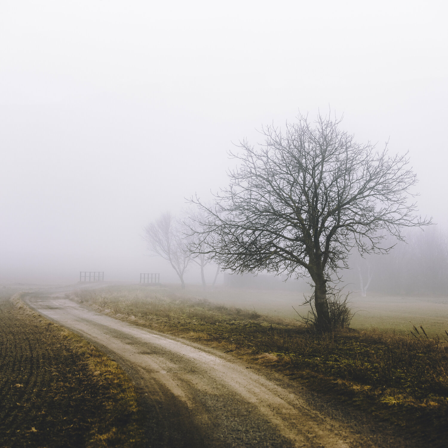 lonely tree in the mist Igor Vitomirov