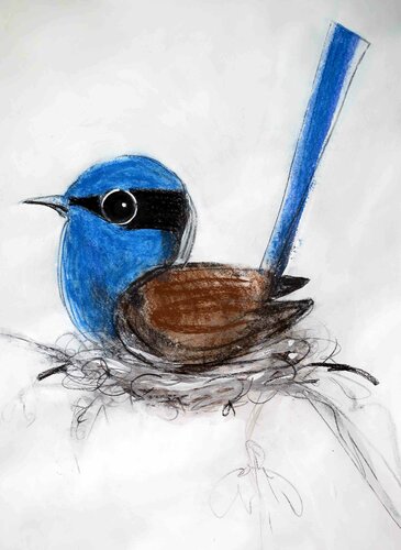 Superb Wren by John Graham, Work on Paper for Sale on Singulart