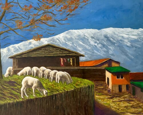 Sheep grazing at Rumsu village Uma Krishnamoorthy